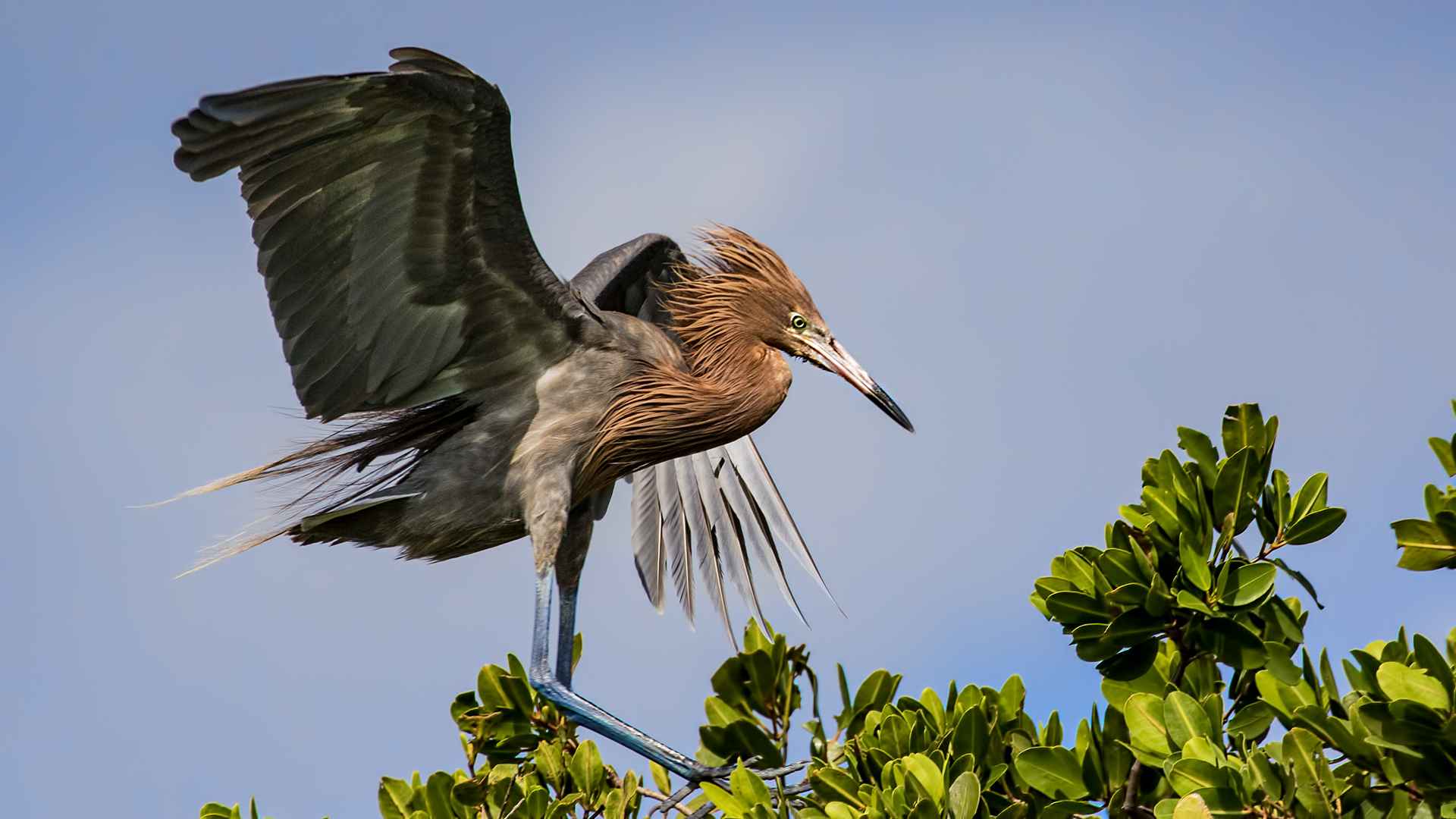 Reddish Egret